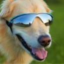 Watchdog Bot Discord Bot