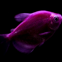 Fishy.py Discord Bot