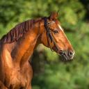 Harold the Horse Discord Bot