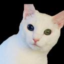 Random Cat Pics Discord Bot