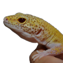 Gecko Discord Bot