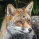 fox bot 🦊 Discord Bot