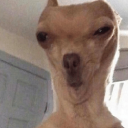 Dog Crib Discord Server