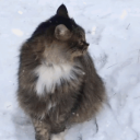 kittymas 🎄 Discord Server