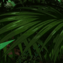 Ananas Island Discord Server