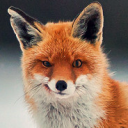 Fox On The Box Discord Server