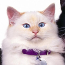 WhiteCat Discord Server