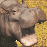 pyke mains (but we still enjoy hippo) Discord Server