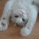 Catastic Discord Server