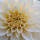 Garden Revival Discord Server