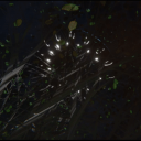 The Rift Discord Server
