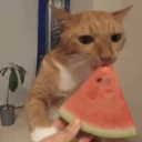 BLOX FRUITS | COMMUNITY Discord Server