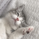Cattoccino Discord Server