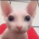 bleachy's osu server Discord Server