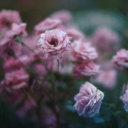 Passion Paradise | Midjourney Call of Duty MW2 Cod Mobile Clash of Clans Clash Royale VC Brawl Stars Discord Server