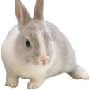 9兔與他的快樂夥伴 Discord Server